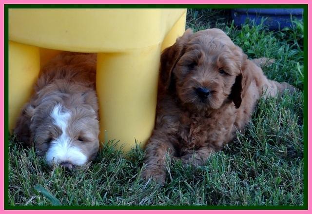 DT pups 6 wks old 32