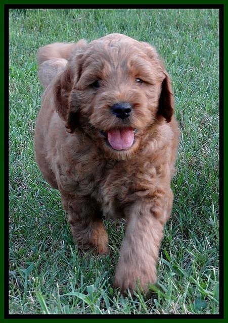 DT pups 6 wks old 9