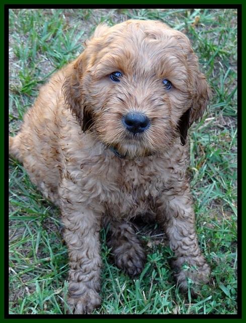 DT pups 7 wks old 4