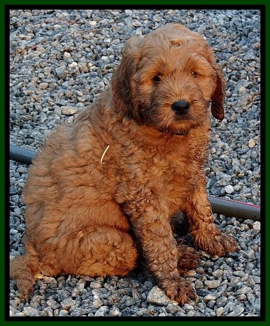 DT pups 7 wks old 53