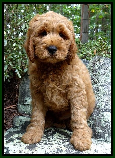 DT pups 8 wks old 175