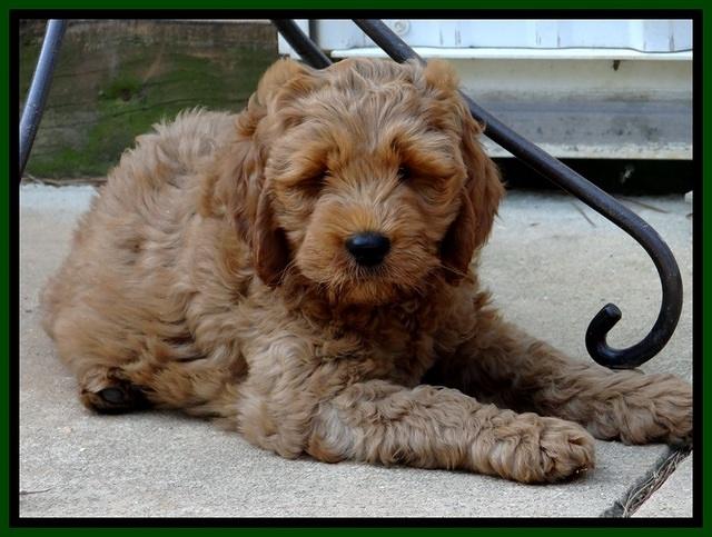 DT pups 8.5 wks old 4