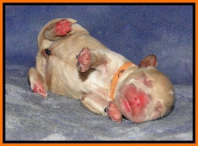 DT pups 1 day old 16