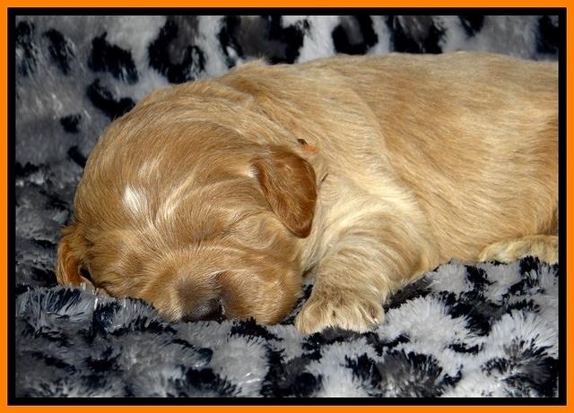 DT pups 2 wks old 15