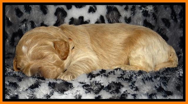 DT pups 2 wks old 16