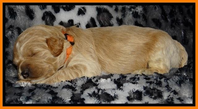 DT pups 2 wks old 18