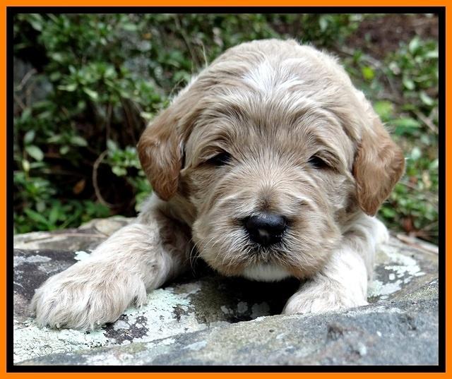 DT pups 3 wks old 20