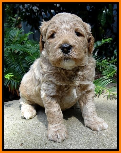 DT pups 4 wks old 14