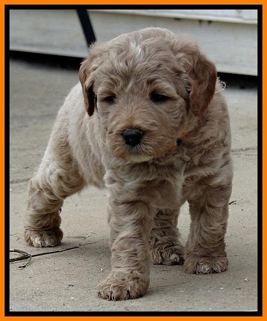 DT pups 4.5 wks old 21