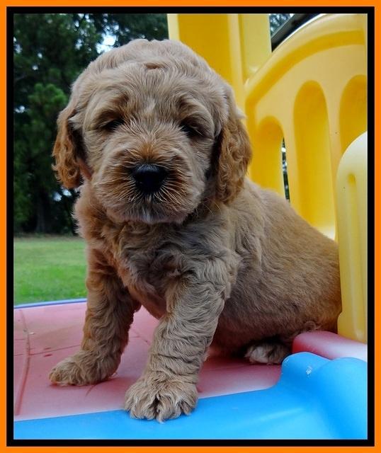 DT pups 5 wks old 39