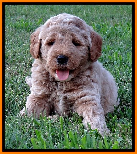 DT pups 6 wks old 14