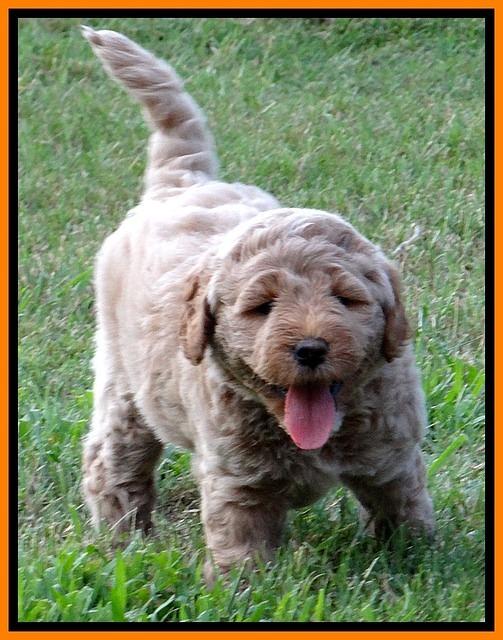 DT pups 6 wks old 16