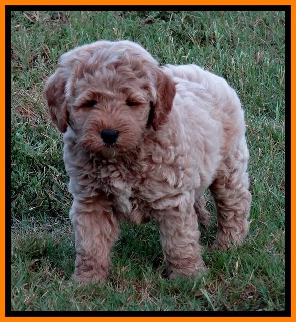 DT pups 7 wks old 14