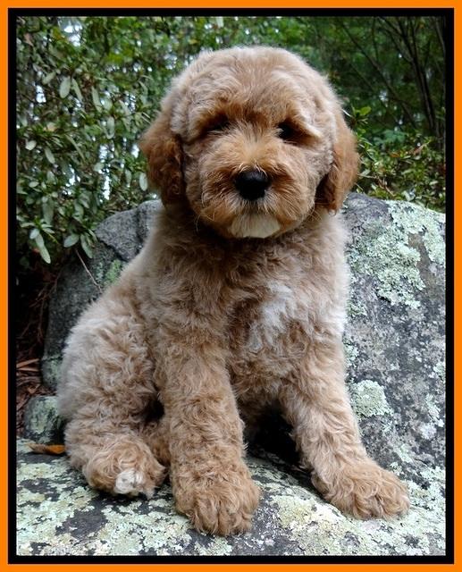 DT pups 8 wks old 150 (2)