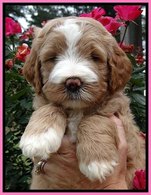 BT pups 5 wks old 75