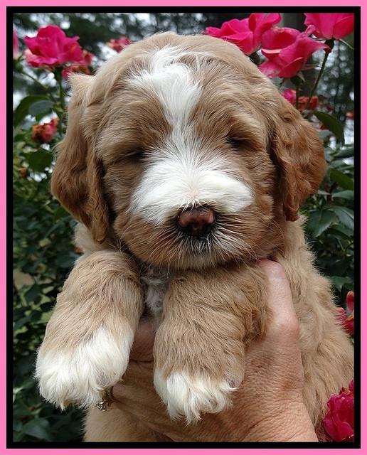DT  pups 5 wks old 76