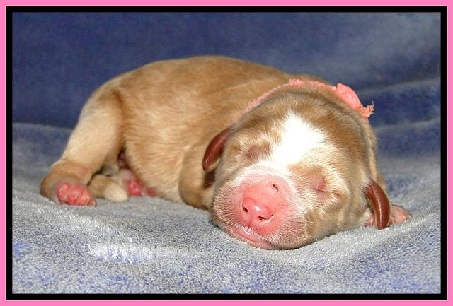 DT pups 1 day old 4