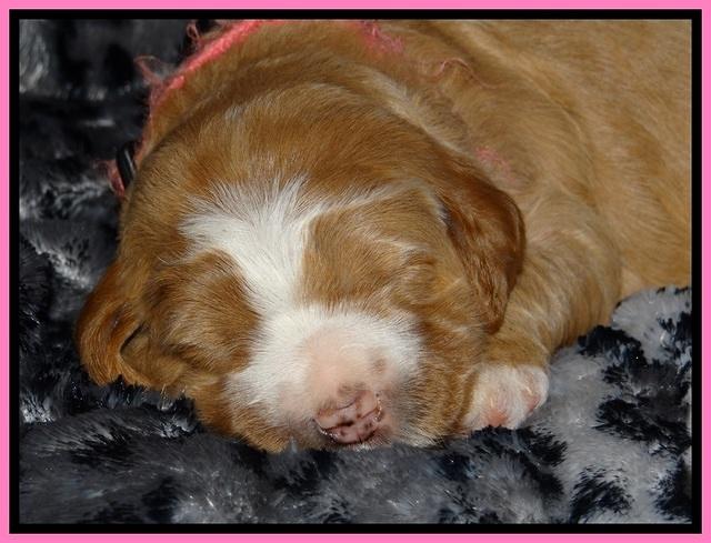 DT pups 2 wks old 5