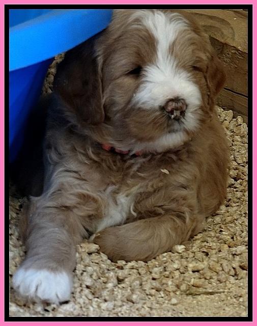 DT pups 4.5 wks old 1