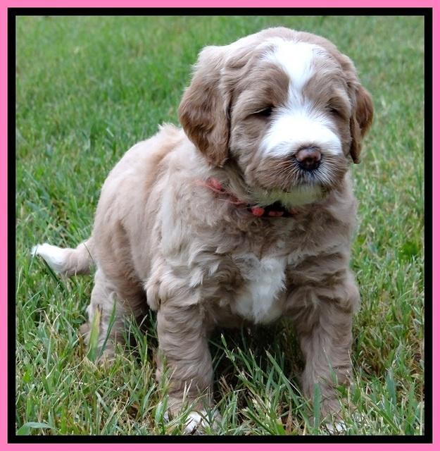 DT pups 4.5 wks old 17