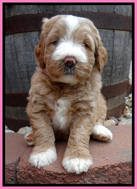 DT pups 5 wks old 33