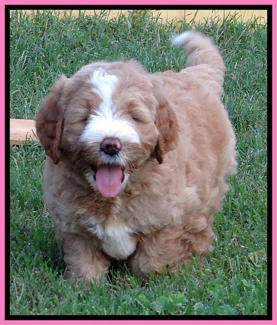 DT pups 6 wks old 20