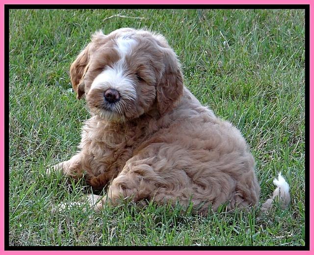DT pups 6 wks old 26