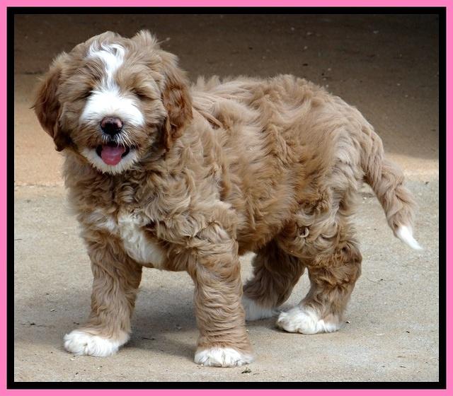 DT pups 6.5 wks old 1