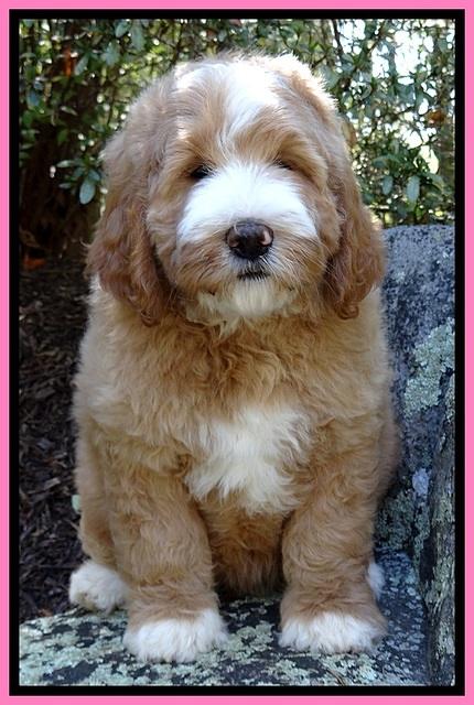 DT pups 8 wks old 24