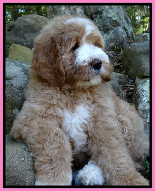 DT pups 8 wks old 26