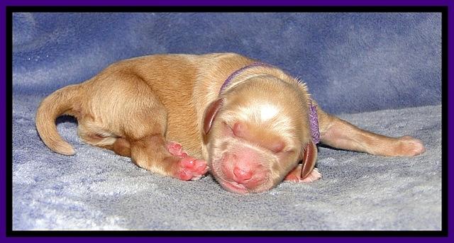 DT pups 1 day old 19