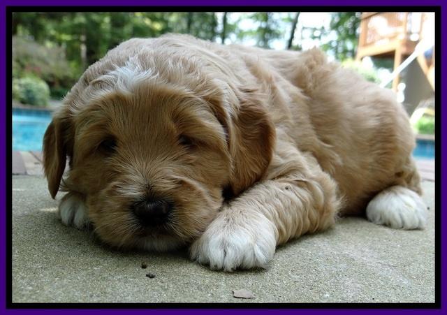 DT pups 4 wks old 18