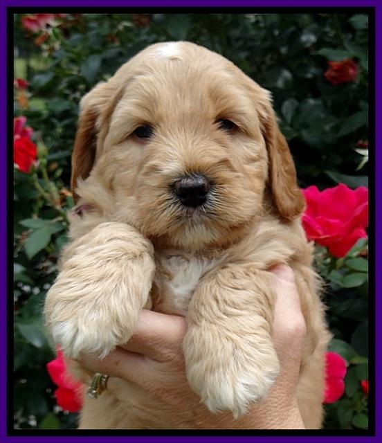 DT pups 5 wks old 90