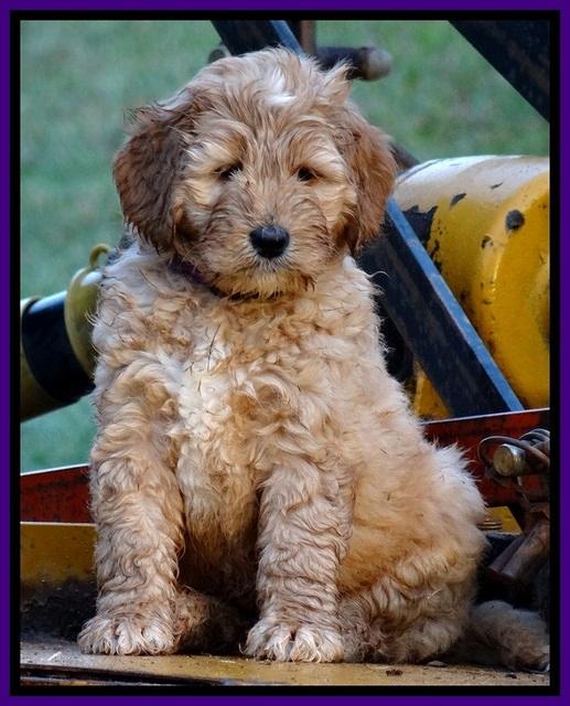 DT pups 7 wks old 5