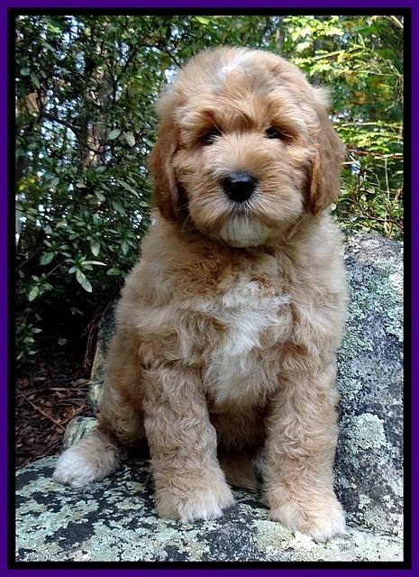 DT pups 8 wks old 2