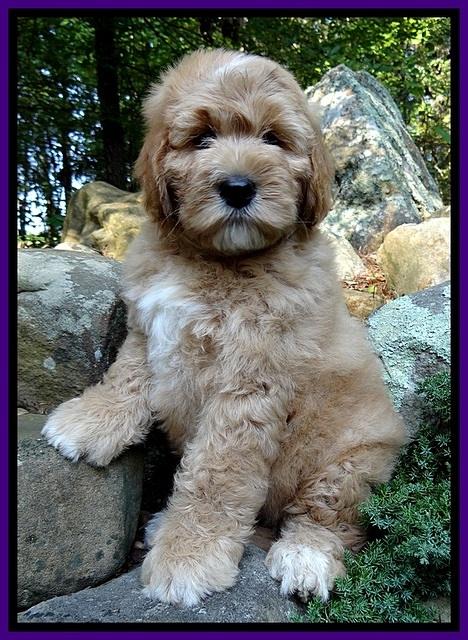 DT pups 8 wks old 3