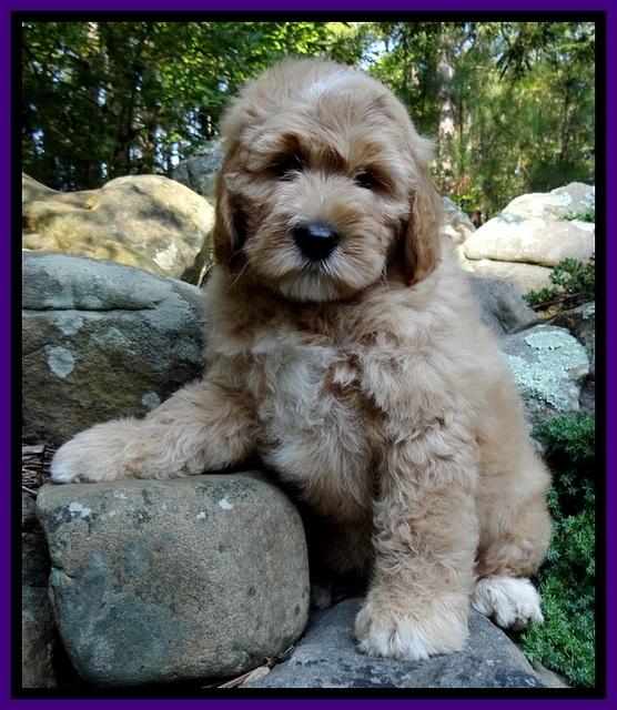 DT pups 8 wks old 4