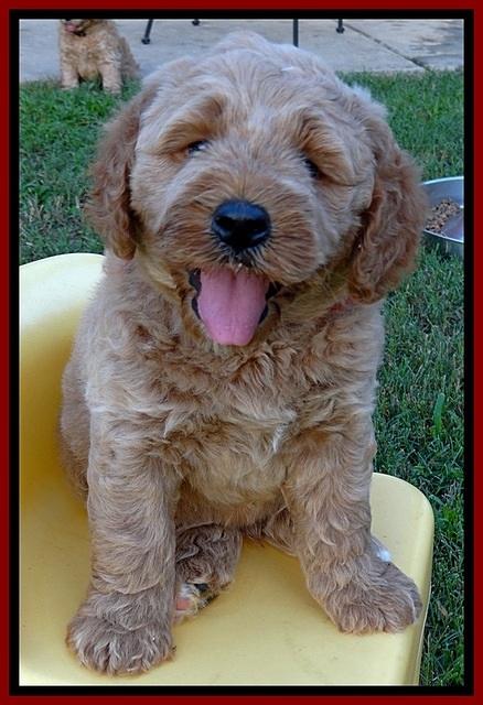 DT 6 wks old 33