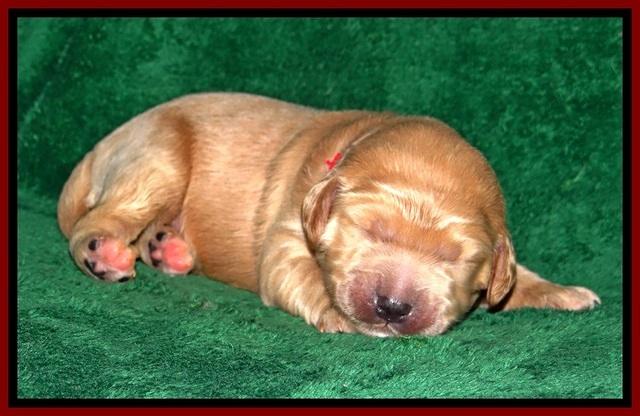 DT pups 1 wk old 7
