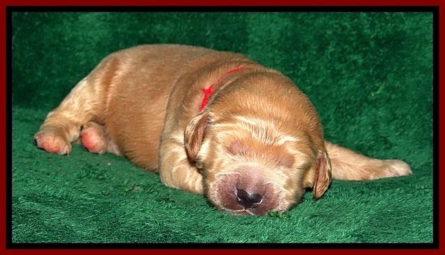 DT pups 1 wk old 9