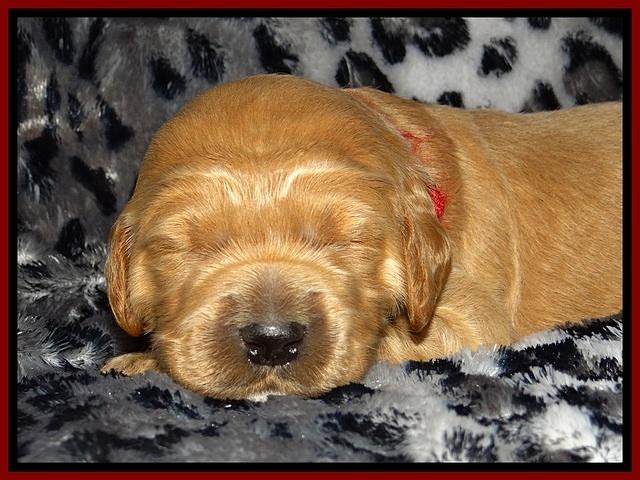 DT pups 2 wks old 10