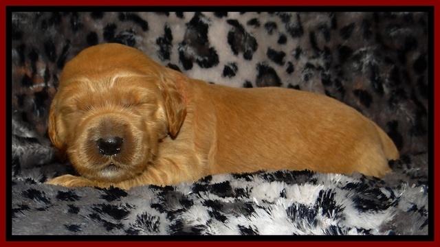 DT pups 2 wks old 9
