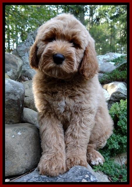 DT pups 8 wks old 250