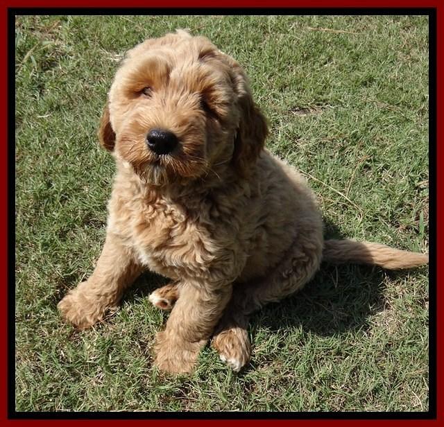 DT pups 8.5 wks old 2