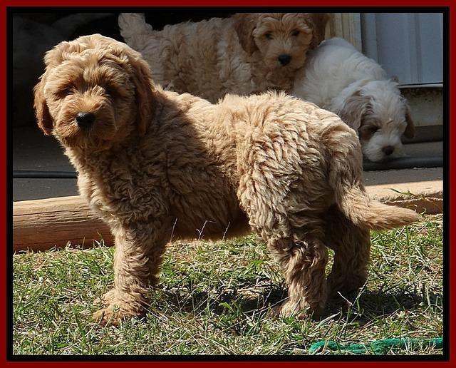 DT pups 8.5 wks old 3