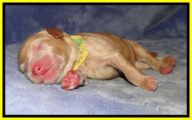 DT pups 1 day old 22