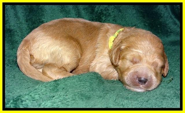 DT pups 1 wk old 17