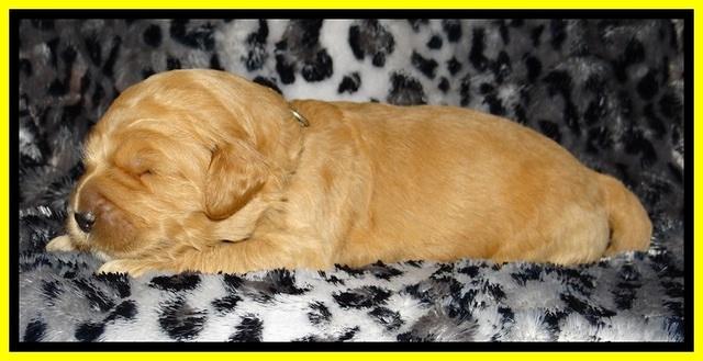 DT pups 2 wks old 25
