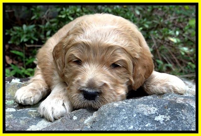 DT pups 3 wks old 28