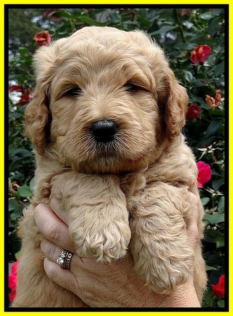 DT pups 5 wks old 86